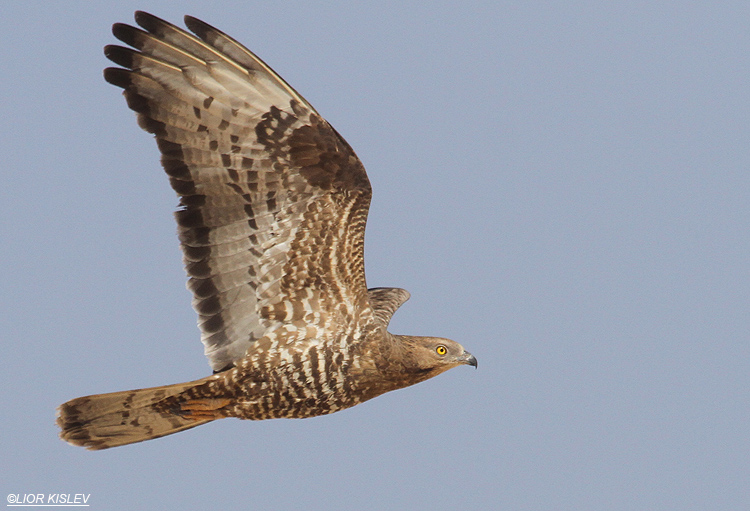    Honey Buzzard  Pernis  apivorus ,Ketura, Arava valley ,28-04-12 . Lior Kislev     